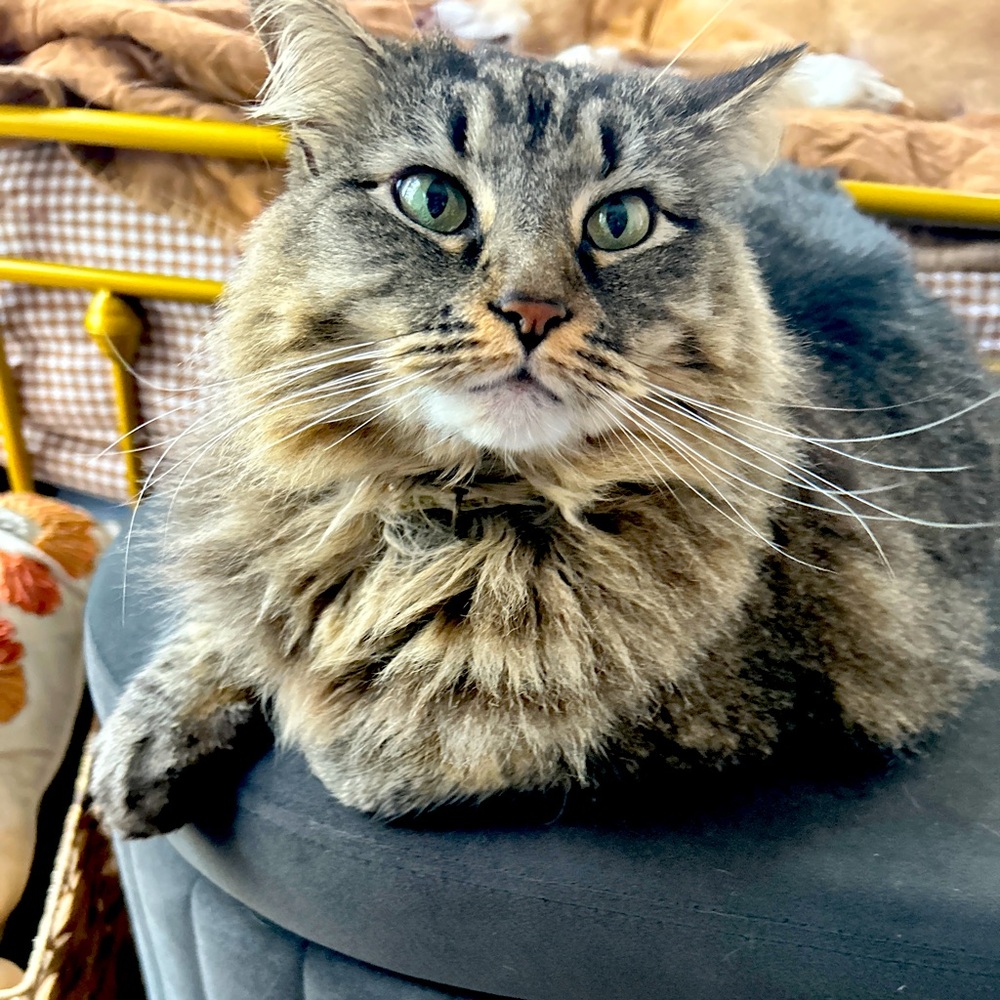 Meet your Posher, Tara